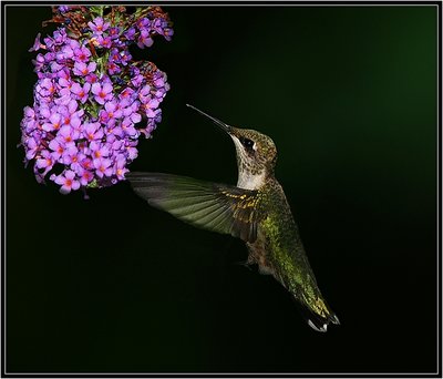 Ruby-Throated Hummingbird