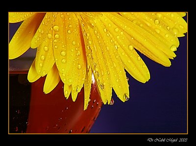 Daisy and a glass