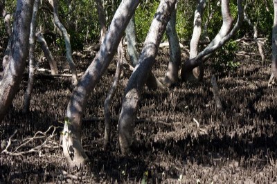 Mangroves V