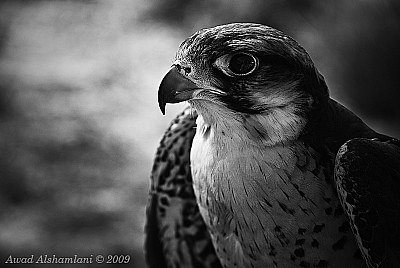 Falcon