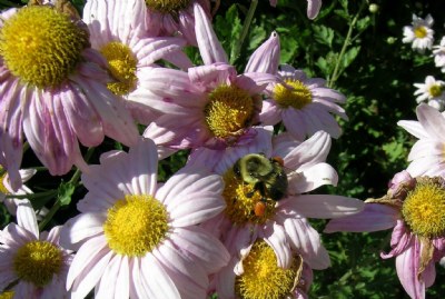 Pollen Harvest