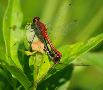 Mating