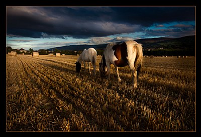 Harvest Graze