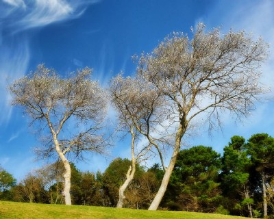 Silver Trees