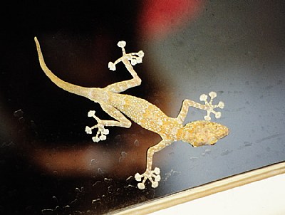 gecko