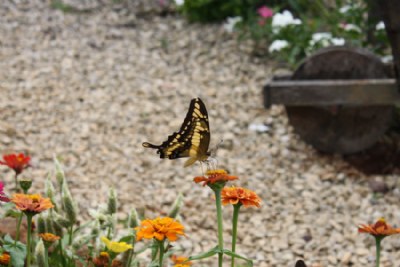 Butterfly in a Beautiful Garden