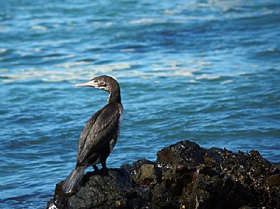 Seen any Fish