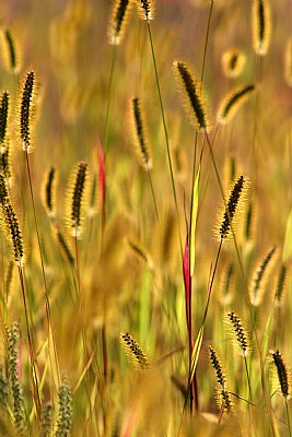 Slivers of red