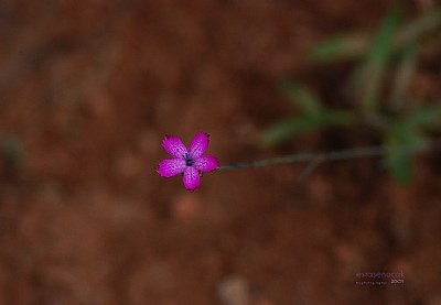 delicate