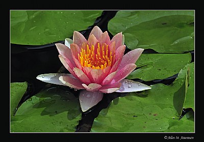 Waterlily (3979)