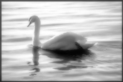 Swan Lake Dream