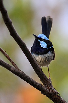 Fairy Blue Wren