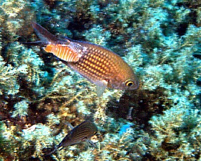 2 fish louse on a chromis chromis