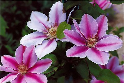 Clematis x hibrida