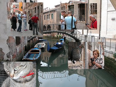 Venice: cat and members