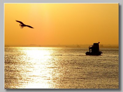 Boat & Seagull