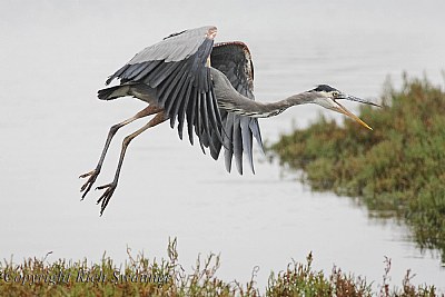 Great Blue Heron