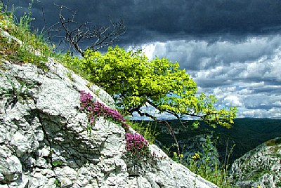 tree in rock