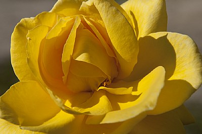 Yellow Rose