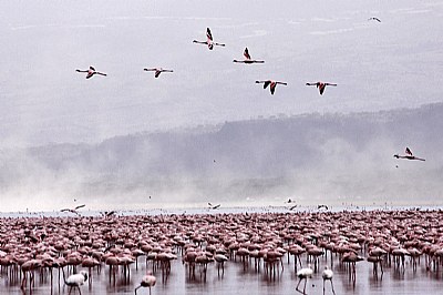 Flamingos, Lake Nakuru.