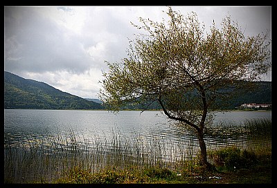 Lake and tree