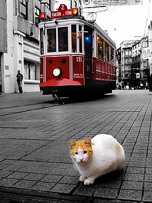  The Tram Cat