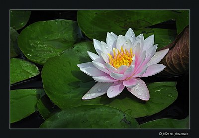 Waterlily (d3980)