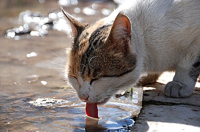 Water...Source of life