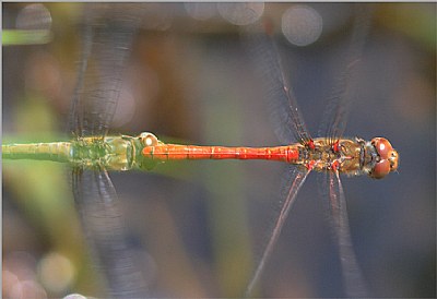 Flying dragonfly (3)