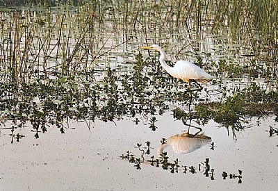 Among the reeds