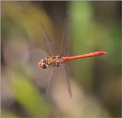 Flying dragonfly (5)