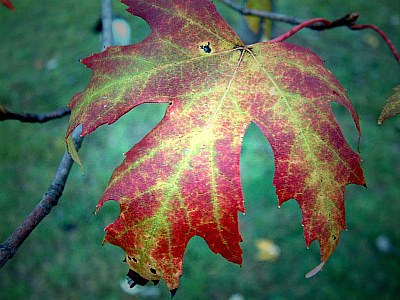 Maple Leaf