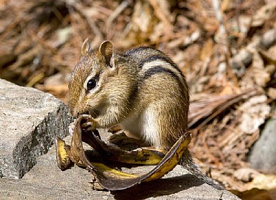 Chipmunk