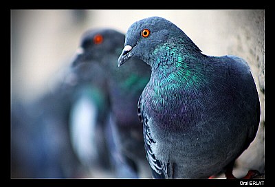 pigeons