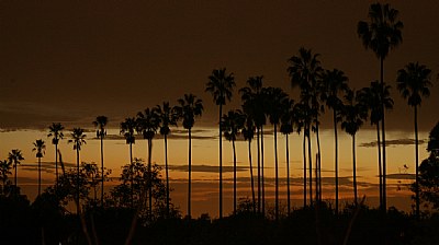 palms trees at night