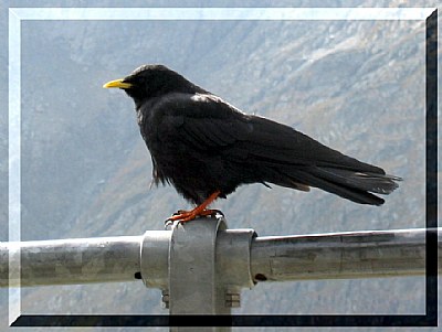 Alp-crow