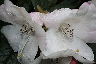 garden bells