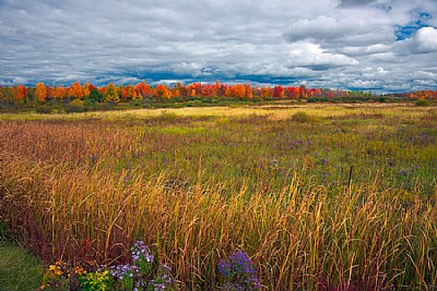 A Field Of Dreams