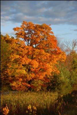 Orange