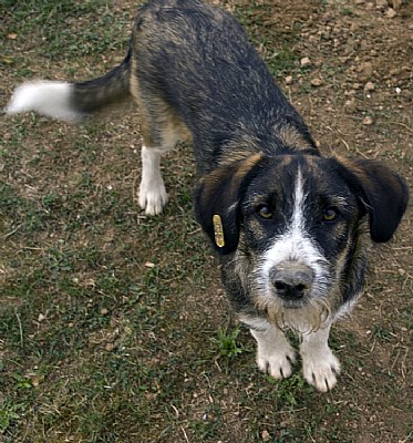 Street dog - a