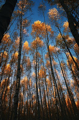 Autumn in the forest