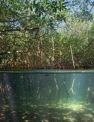 Mangroves at Hungry Bay - 2 worlds