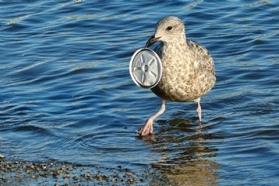 Beach Cleanup