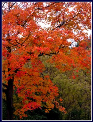 Ontario Atumnal Splendour.