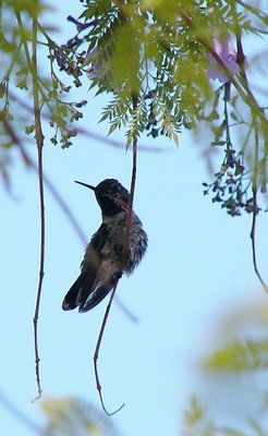 Dawn Begins to Color the Hummingbird...