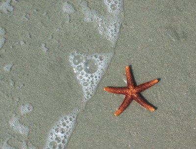 Star of the Beach