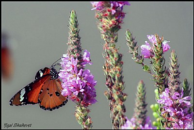 a colorful butterfly