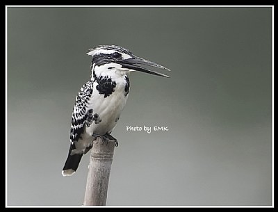 B38 (Pied Kingfisher)