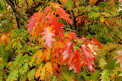 Oak Leaves