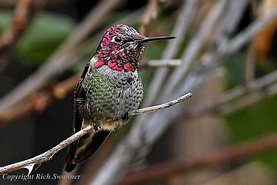 "Lil' Red The Hummingbird" On Guard!